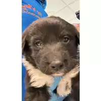 Foto dell\'animale cane - Matr. 2023/0195 - Microchip 380260044927127