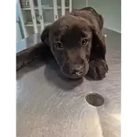 Foto dell\'animale cane - Matr. 2023/0201 - Microchip 380260044930014
