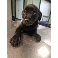 Foto dell\'animale cane - Matr. 2023/0203 - Microchip 380260044931620