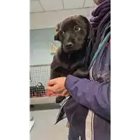 Foto dell\'animale cane - Matr. 2023/0204 - Microchip 380260044929708