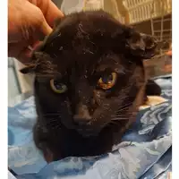Foto dell\'animale gatto - Matr. 2023/0205 - Microchip 380260044930212
