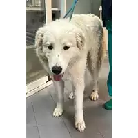 cane - Matr. 2023/0208 - Microchip 380260044929975