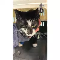 Foto dell\'animale gatto - Matr. 2023/0207 - Microchip 380260044927031