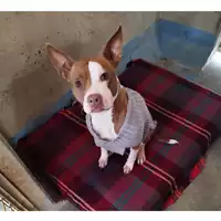 Foto dell\'animale cane - Matr. 2023/0210 - Microchip 380260044927062