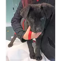 cane - Matr. 2023/0211 - Microchip 380260044926454