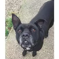 cane - Matr. 2023/0214 - Microchip 380260042530407