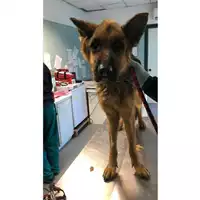 Foto dell\'animale cane - Matr. 2023/0216 - Microchip 380260101489341