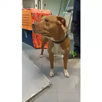 Foto dell\'animale cane - Matr. 2019/2667 - Microchip 380260100121978