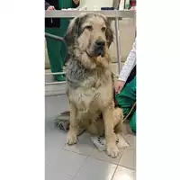 Foto dell\'animale cane - Matr. 2023/0218 - Microchip 380260044926822