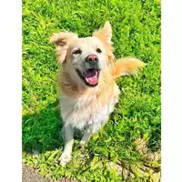 Foto dell\'animale cane - Matr. 2023/0220 - Microchip 380260101807497