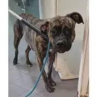 Foto dell\'animale cane - Matr. 2023/0222 - Microchip 380260044927113