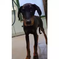 Foto dell\'animale cane - Matr. 2023/0225 - Microchip 380260044750701