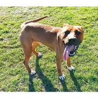 Foto dell\'animale cane - Matr. 2022/1581 - Microchip 380260044732308