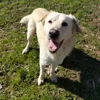 Foto dell\'animale cane - Matr. 2022/2196 - Microchip 380260044731406
