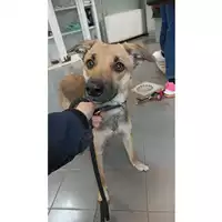 Foto dell\'animale cane - Matr. 2022/0930 - Microchip 380260044549924