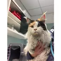 Foto dell\'animale gatto - Matr. 2023/0019 - Microchip 380260100493460