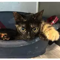 Foto dell\'animale gatto - Matr. 2023/0226 - Microchip 380260044748834