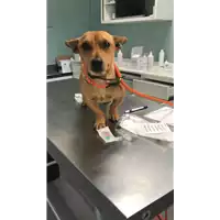 Foto dell\'animale cane - Matr. 2017/1169 - Microchip 380260043318690