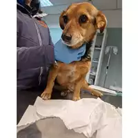 Foto dell\'animale cane - Matr. 2023/0228 - Microchip 380260044751097