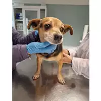 Foto dell\'animale cane - Matr. 2023/0227 - Microchip 380260044750369
