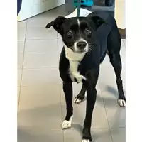 Foto dell\'animale cane - Matr. 2019/0873 - Microchip 380260043550739