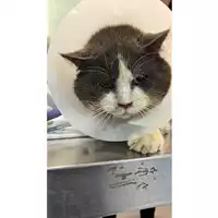 Foto dell\'animale gatto - Matr. 2023/0230 - Microchip 380260044751007