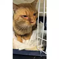 Foto dell\'animale gatto - Matr. 2023/0231 - Microchip 380260044751088