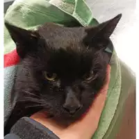 Foto dell\'animale gatto - Matr. 2023/0232 - Microchip 380260044750598