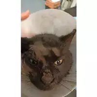 Foto dell\'animale gatto - Matr. 2023/0233 - Microchip 380260044750335