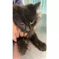 Foto dell\'animale gatto - Matr. 2023/0236 - Microchip 380260044751082