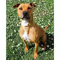 Foto dell\'animale cane - Matr. 2023/0237 - Microchip 380260044731807