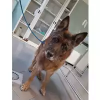 Foto dell\'animale cane - Matr. 2023/0240 - Microchip 380260000845202