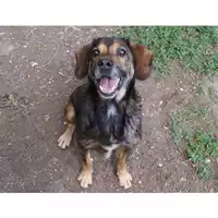 Foto dell\'animale cane - Matr. 2022/0717 - Microchip 380260044549435