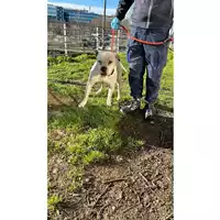 Foto dell\'animale cane - Matr. 2023/0241 - Microchip 380260002979883