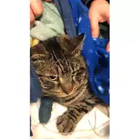 Foto dell\'animale gatto - Matr. 2023/0242 - Microchip 380260044750732