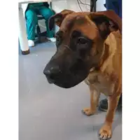Foto dell\'animale cane - Matr. 2023/0245 - Microchip 380260101903328