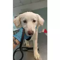 Foto dell\'animale cane - Matr. 2023/0247 - Microchip 380260044750752