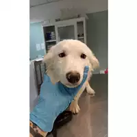 Foto dell\'animale cane - Matr. 2023/0248 - Microchip 380260044751163