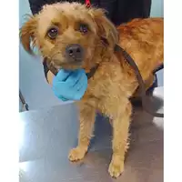Foto dell\'animale cane - Matr. 2023/0249 - Microchip 380260044751043