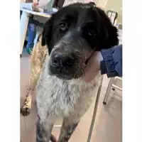 Foto dell\'animale cane - Matr. 2023/0253 - Microchip 380260044750219