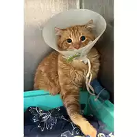 Foto dell\'animale gatto - Matr. 2023/0254 - Microchip 380260044732978