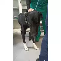 Foto dell\'animale cane - Matr. 2023/0256 - Microchip 380260044750840