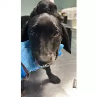 Foto dell\'animale cane - Matr. 2023/0032 - Microchip 380260044749258