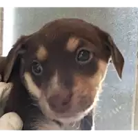Foto dell\'animale cane - Matr. 2017/1175 - Microchip 380260043309730