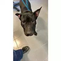 Foto dell\'animale cane - Matr. 2023/0261 - Microchip 380260044750632
