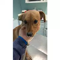 Foto dell\'animale cane - Matr. 2023/0264 - Microchip 380260044750874
