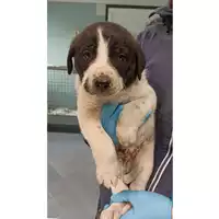 Foto dell\'animale cane - Matr. 2023/0265 - Microchip 380260044750631