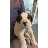 Foto dell\'animale cane - Matr. 2023/0266 - Microchip 380260044750816