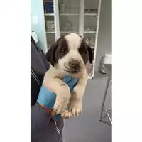 Foto dell\'animale cane - Matr. 2023/0267 - Microchip 380260044750492