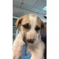 Foto dell\'animale cane - Matr. 2023/0269 - Microchip 380260044750448
